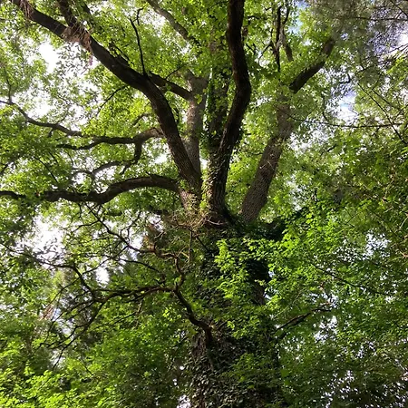 Prázdninový dům Avec Grand Et Park Arbore Montestruc-sur-Gers
