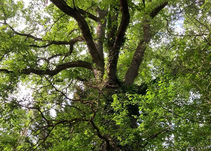 Сasa de vacaciones Avec Grand Et Park Arboré Montestruc-sur-Gers